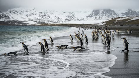 Falklands & South Georgia - Antarctica Photography Tour - day 16