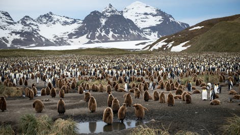 Falklands & South Georgia - Antarctica Photography Tour - day 20