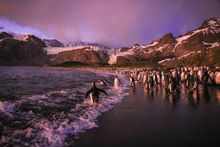 Falklands & South Georgia - Antarctica Photography Tour