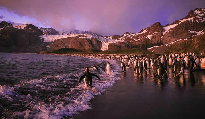 Falklands & South Georgia - Antarctica Photography Tour