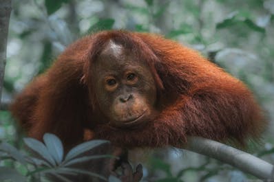 Into the heart of the rainforest: Orangutan Photography Tour - day 1