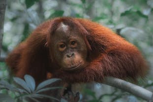 Into the heart of the rainforest: Orangutan Photography Tour