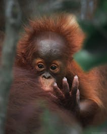 Into the heart of the rainforest: Orangutan Photography Tour - day 2