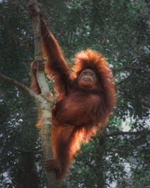 Into the heart of the rainforest: Orangutan Photography Tour - day 3