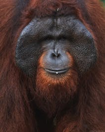 Into the heart of the rainforest: Orangutan Photography Tour - day 4